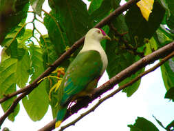 Image of Crimson-crowned Fruit Dove