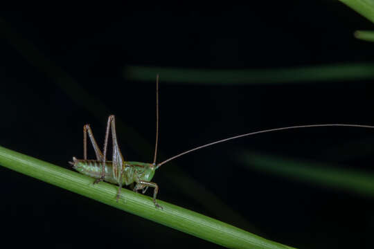 Image de Conocephalus (Anisoptera) semivittatus (Walker & F. 1869)