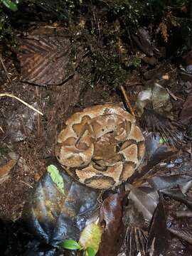 Image of Bothrocophias microphthalmus (Cope 1875)