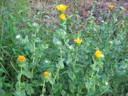 Image of Grindelia hirtella (B. L. Rob. & Greenm.) Adr. Bartoli & Tortosa