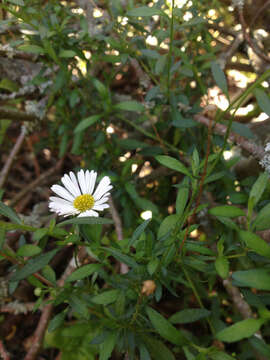 Слика од Erigeron karvinskianus DC.