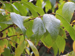 Image de Chimonanthus praecox (L.) Link