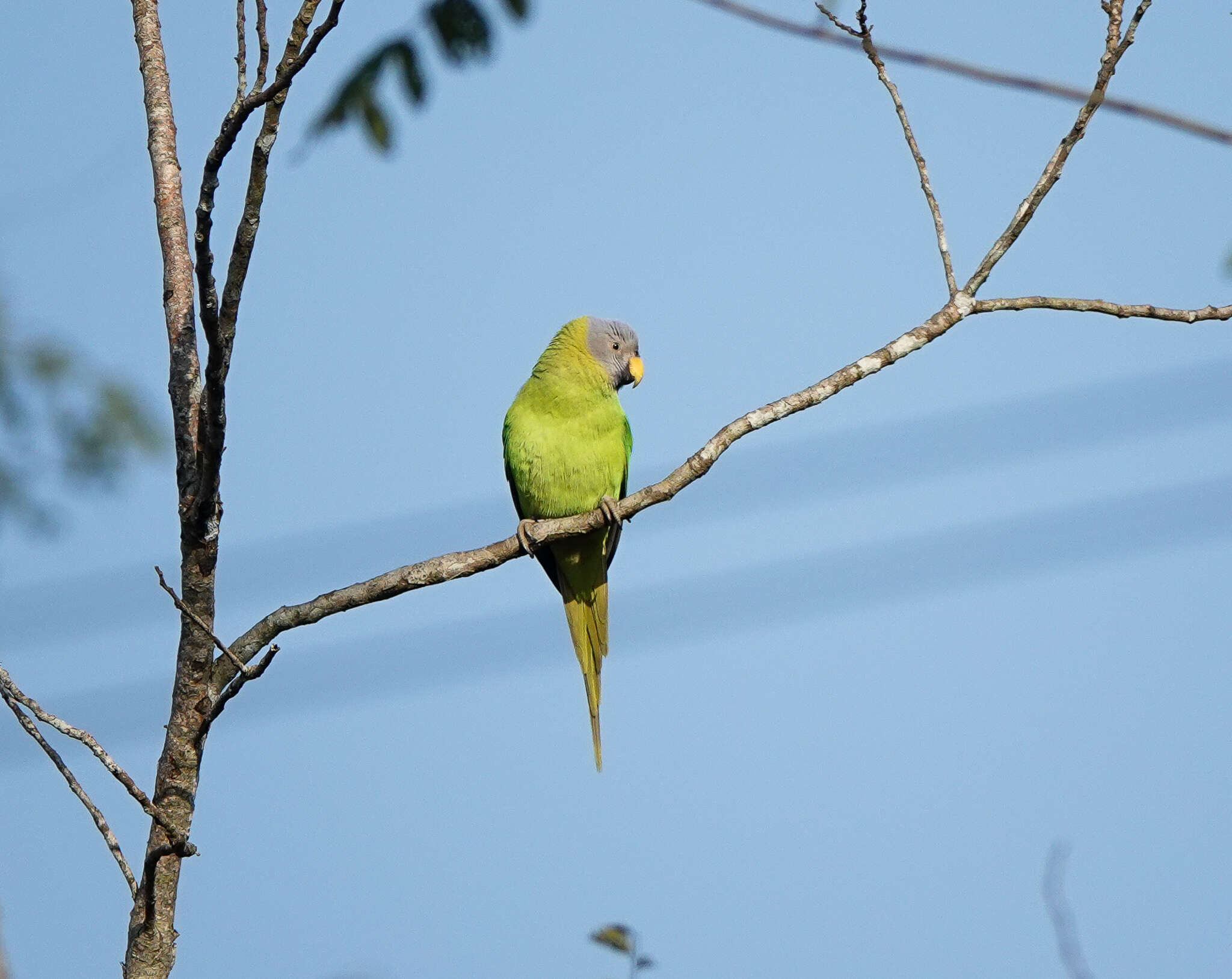 Image of Blossom-headed Parakeet