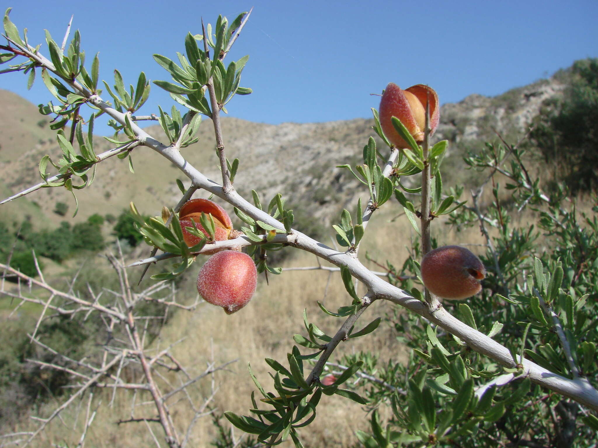 Imagem de Prunus spinosissima (A. Bunge) Franch.