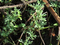 Image of Staggers weed