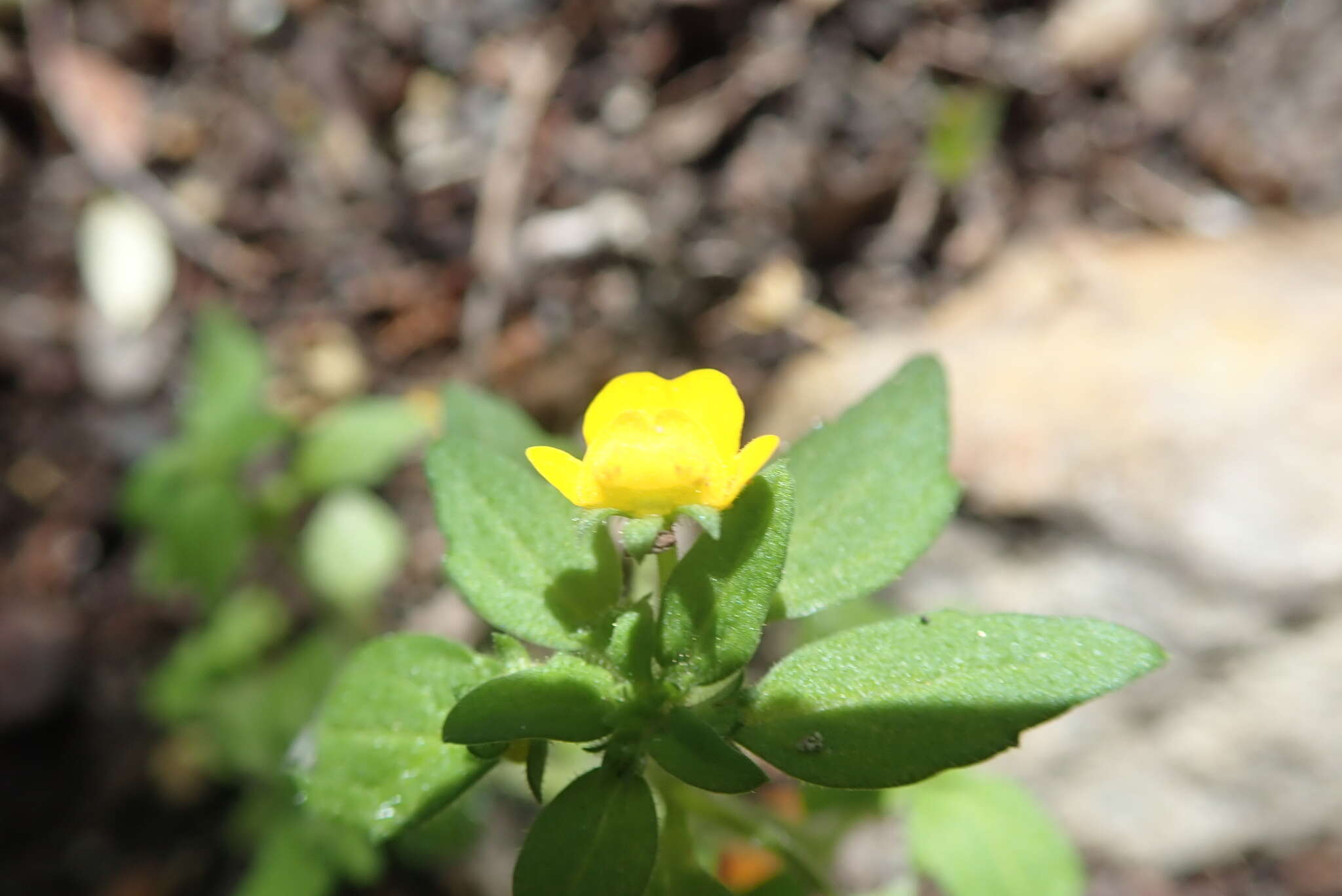 Image of Hemimeris racemosa (Houtt.) Merrill