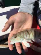 Image of Sand Perch