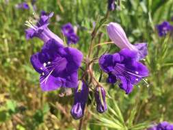 Image of wild canterbury bells