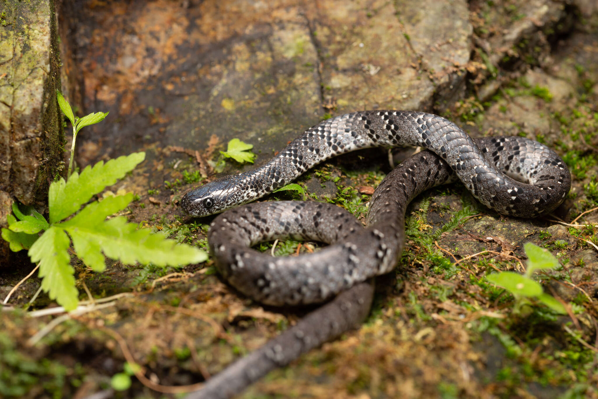 Image of Mountain Slug Snake