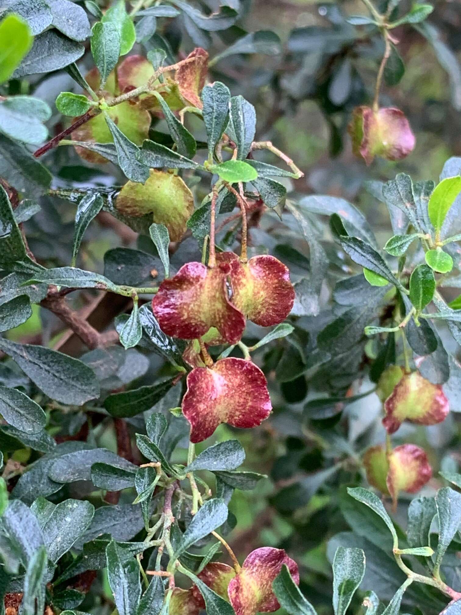 Image of wedge-leaf hopbush