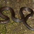 Image of Barbour's Tropical Ground Snake
