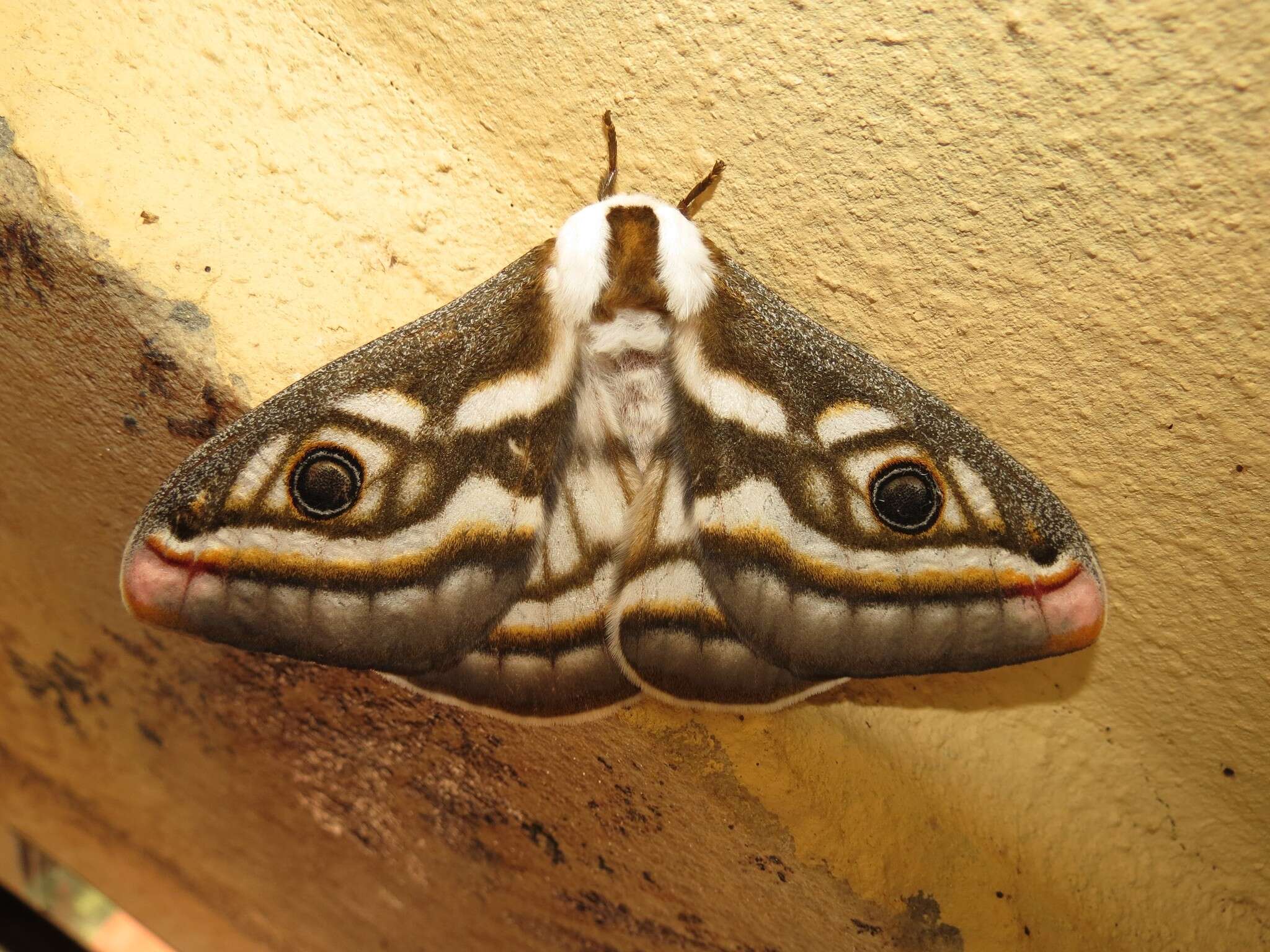 Image of Southern Marbled Emperor