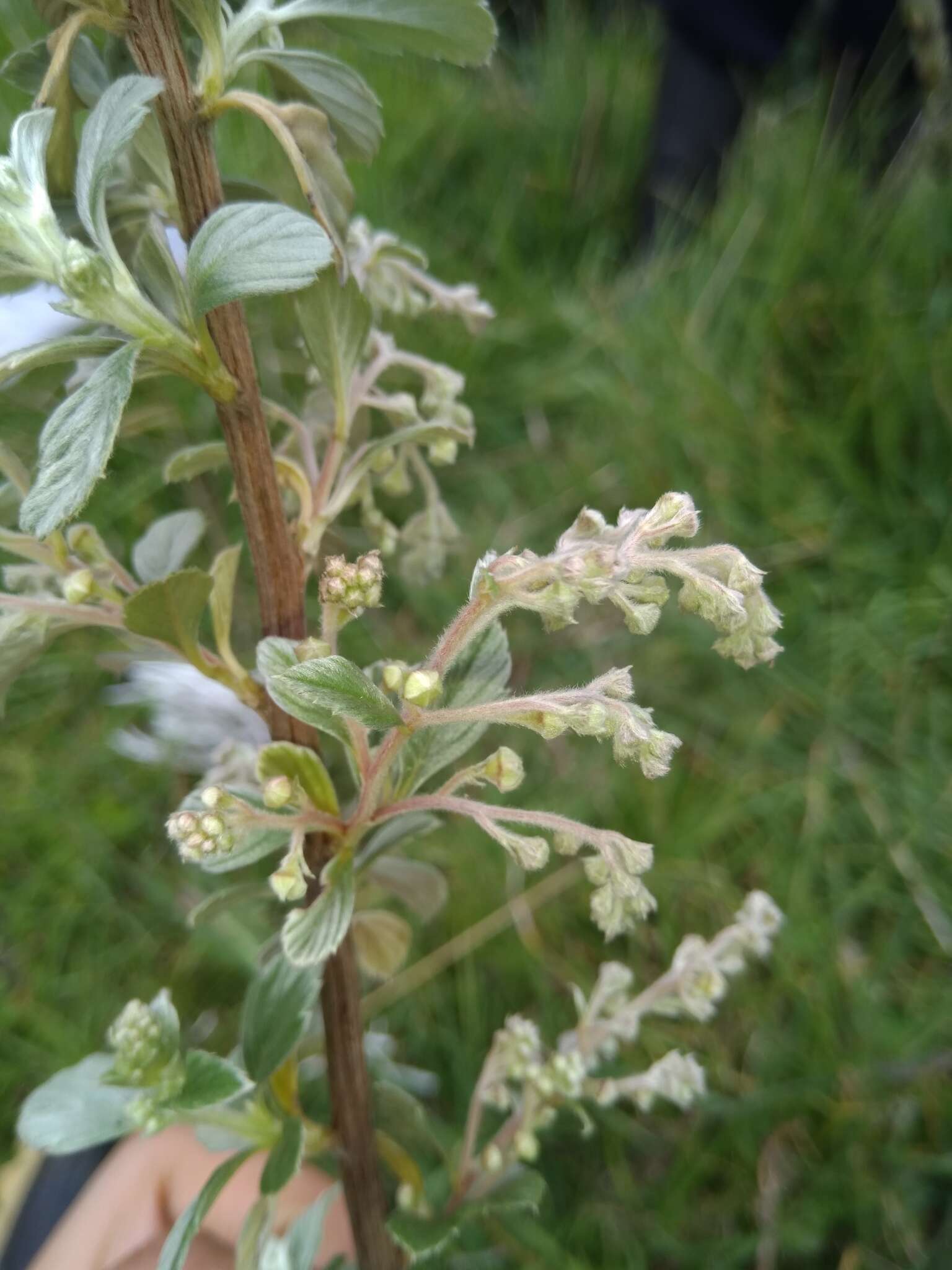 Plancia ëd Holodiscus argenteus (L. fil.) Maxim.