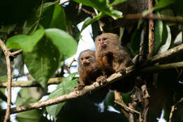 Image of pygmy marmoset