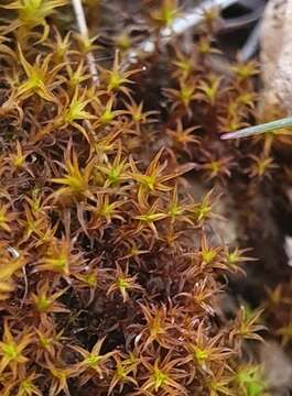 Plancia ëd Geheebia tophacea (Brid.) R. H. Zander