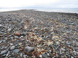 Image of Common whelk