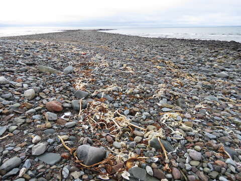 Image of Common whelk