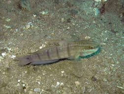 Image of Butterfly goby
