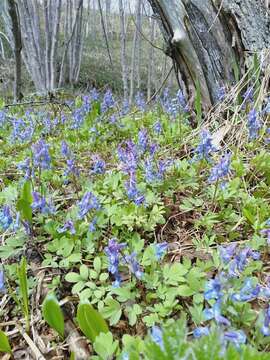 Image of Corydalis ambigua Cham. & Schltdl.