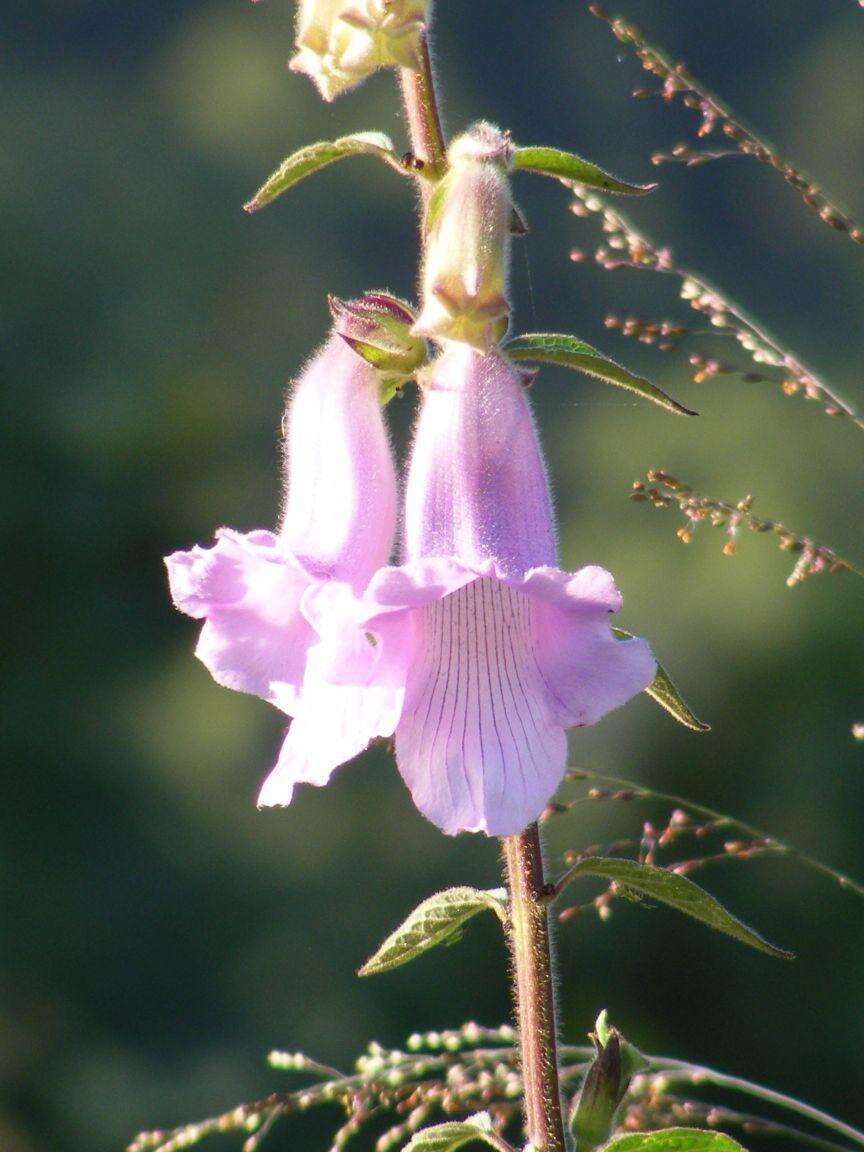 Image of African foxglove