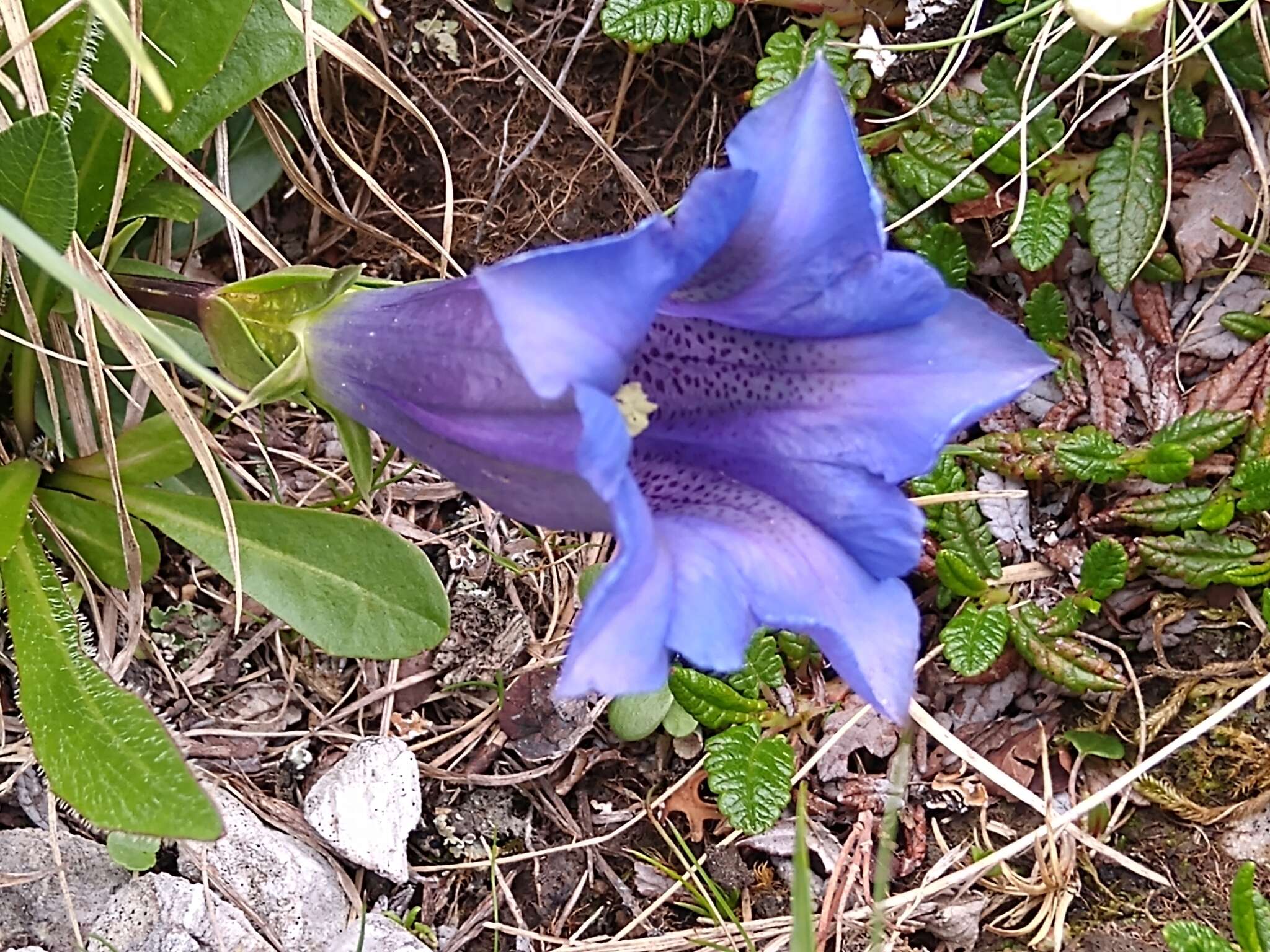 Image of Gentiana clusii subsp. clusii