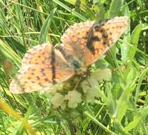 Image of Twin-spot Fritillary