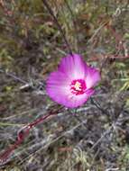 Imagem de Clarkia gracilis subsp. tracyi (Jeps.) Abdel-Hameed & Snow