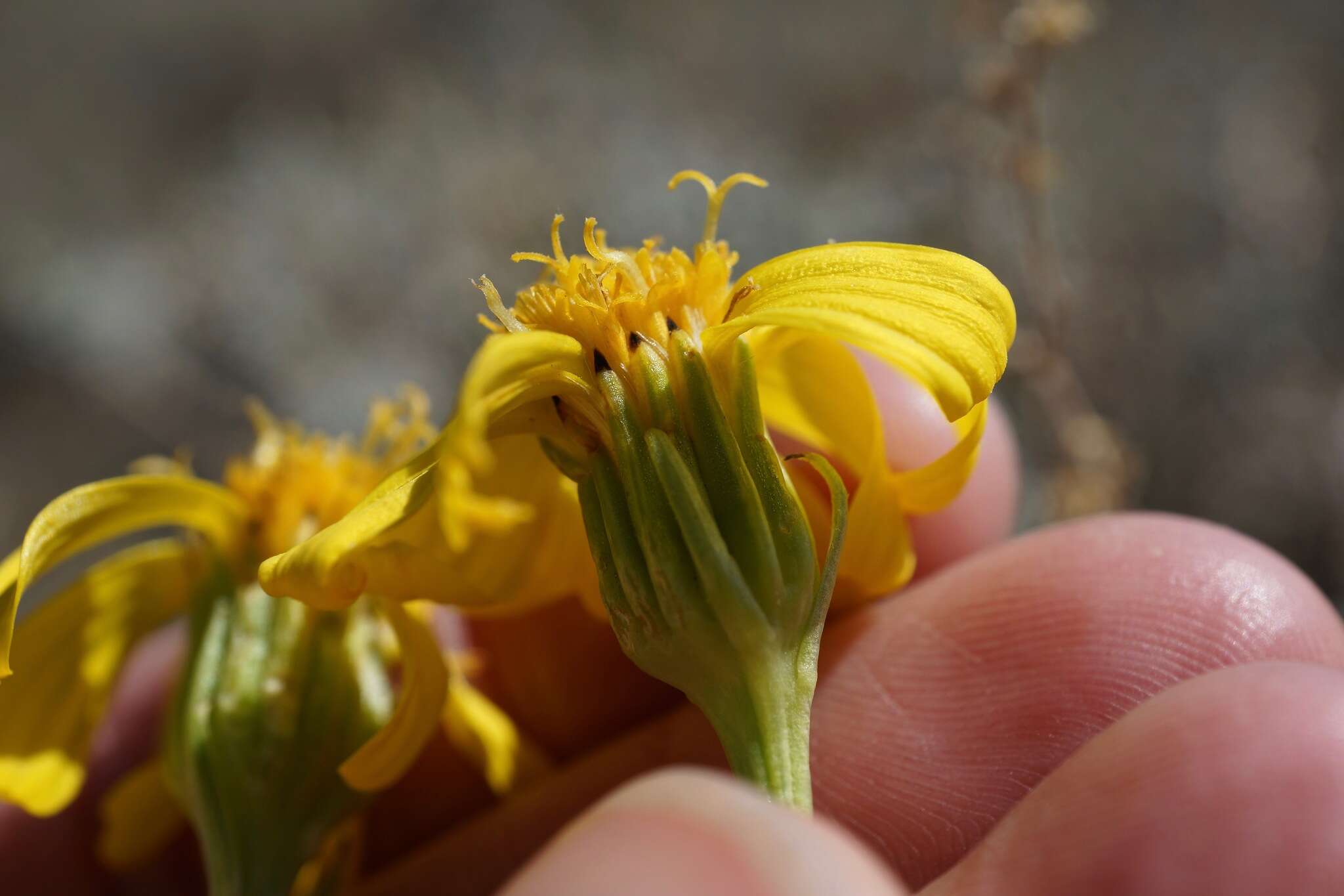 Plancia ëd Senecio integerrimus var. exaltatus (Nutt.) Cronq.