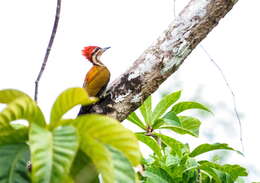 Image of Spot-throated Flameback