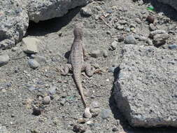 Image of Hispaniolan dune curlytail