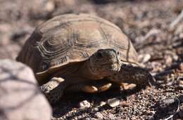 Image of desert tortoise