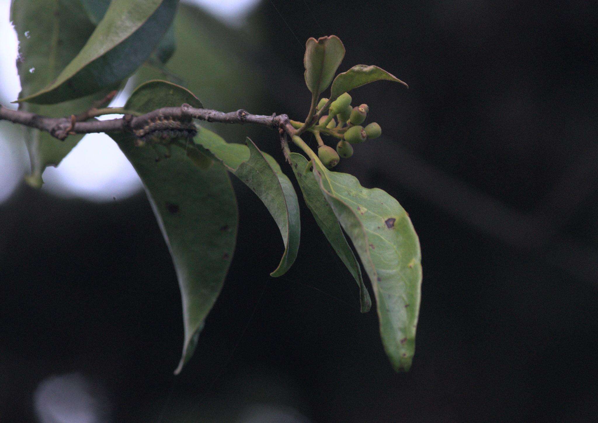 Image of Scurrula elata (Edgew.) Danser