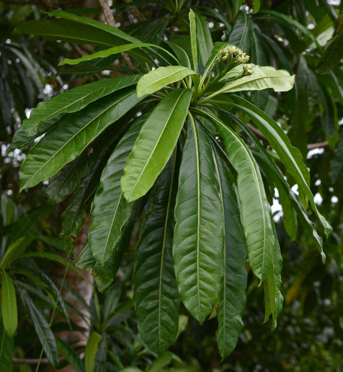 Imagem de Cerbera floribunda K. Schum.