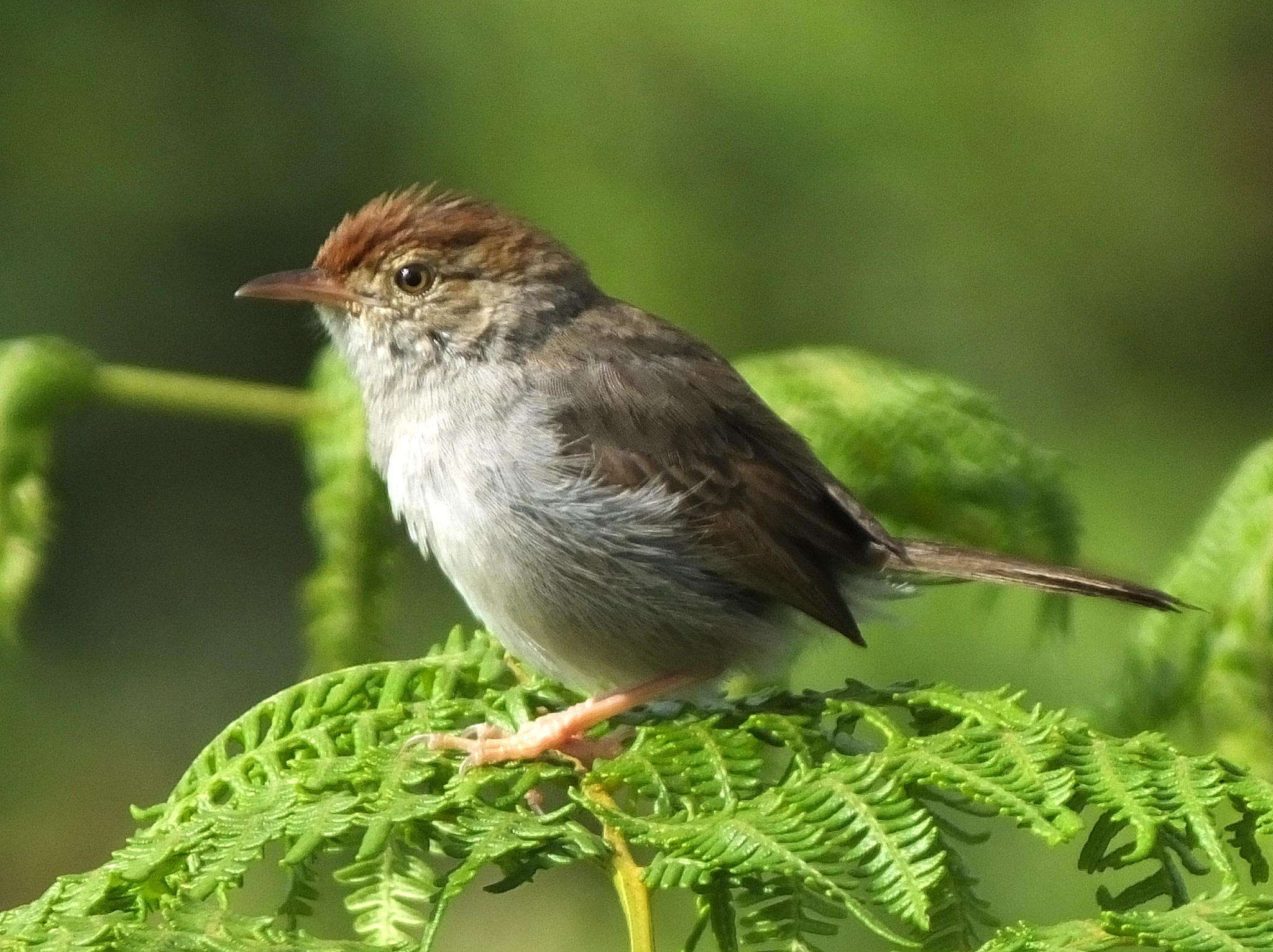 Sivun Cisticola fulvicapilla fulvicapilla (Vieillot 1817) kuva