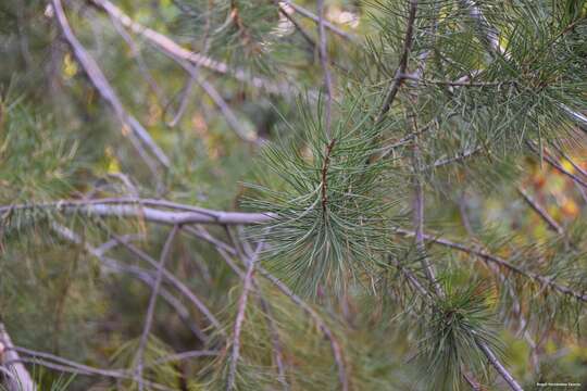 Image of Bunge's pine