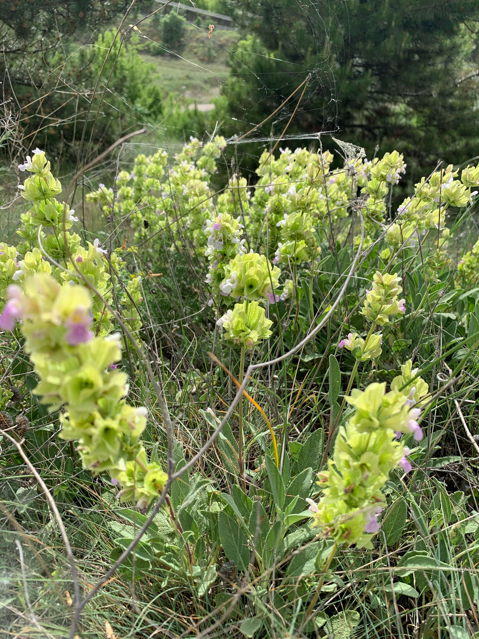 Sivun Salvia absconditiflora Greuter & Burdet kuva