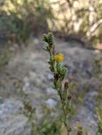 Imagem de Hazardia squarrosa var. squarrosa