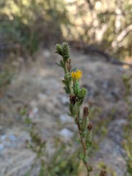 Image of Hazardia squarrosa var. squarrosa