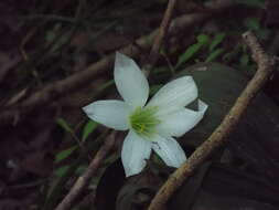 Zephyranthes atamasco (L.) Herb. resmi