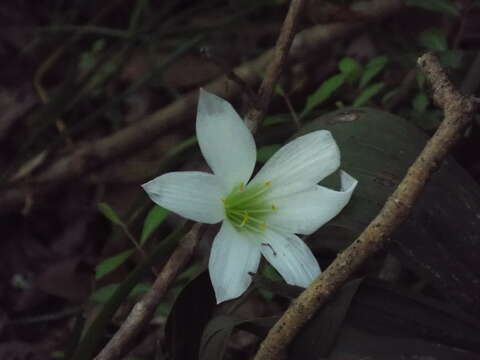 Image of Zephyranthes atamasco (L.) Herb.