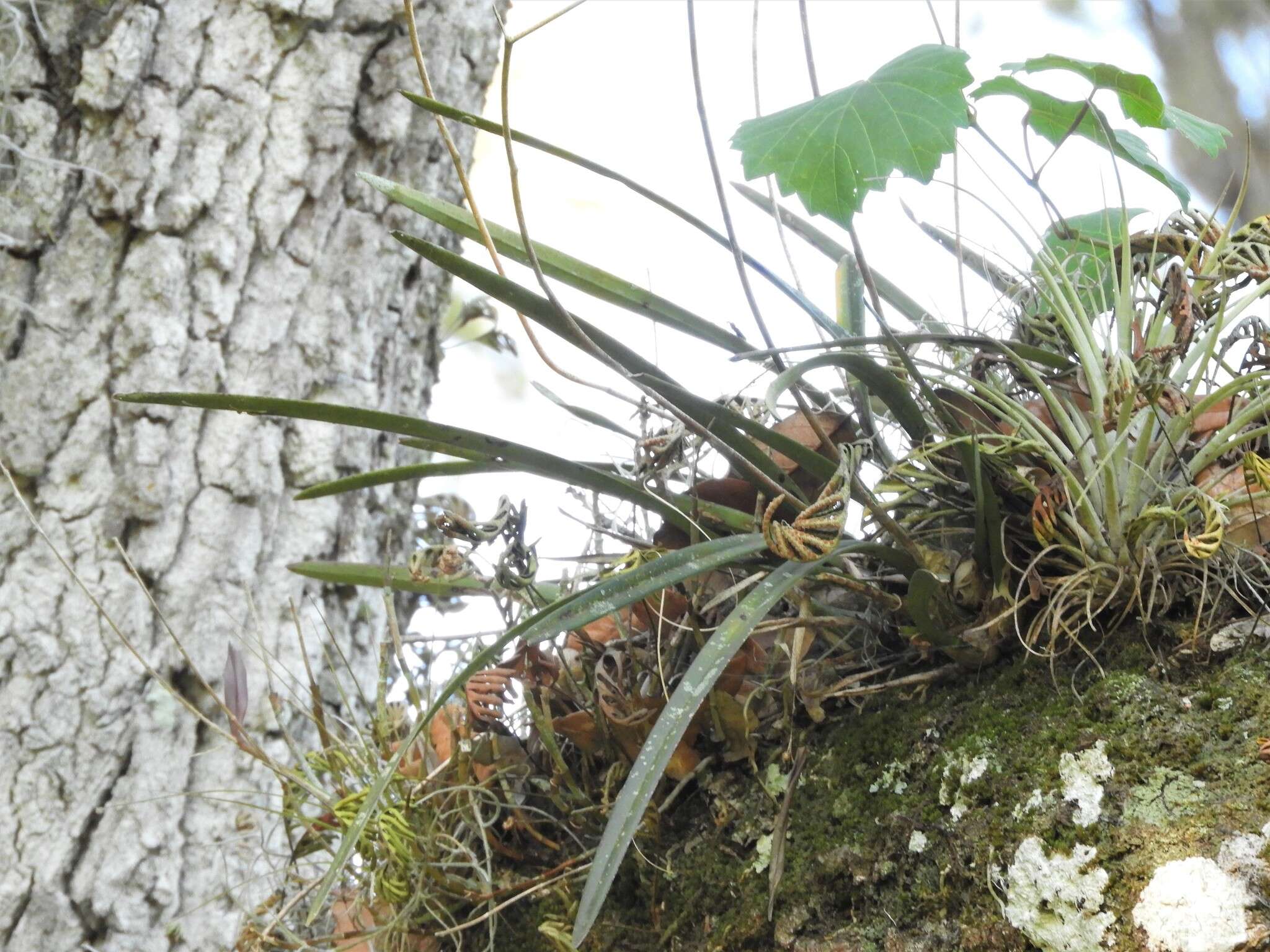 Image of Tampa butterfly orchid