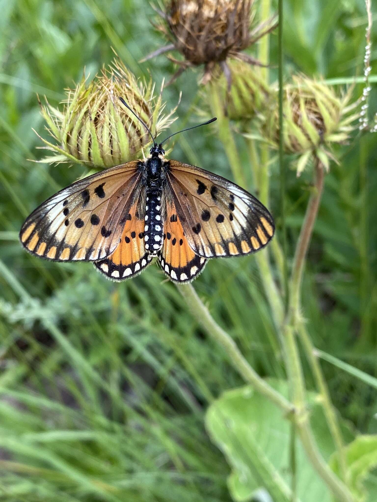 Image de Acraea anacreon Trimen 1868