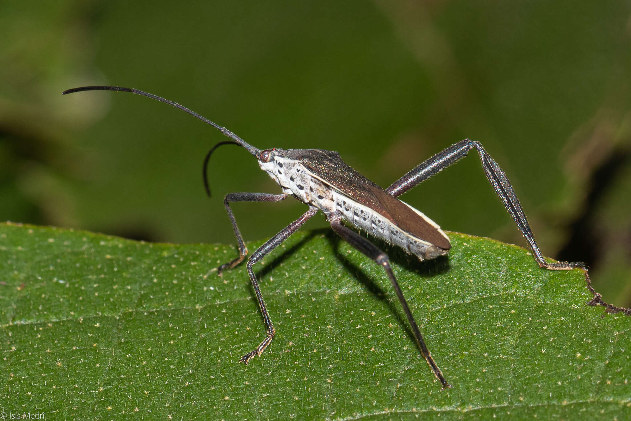 Image of Plaxiscelis fusca Spinola 1837