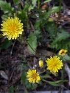 Image of Crepis micrantha Czer.