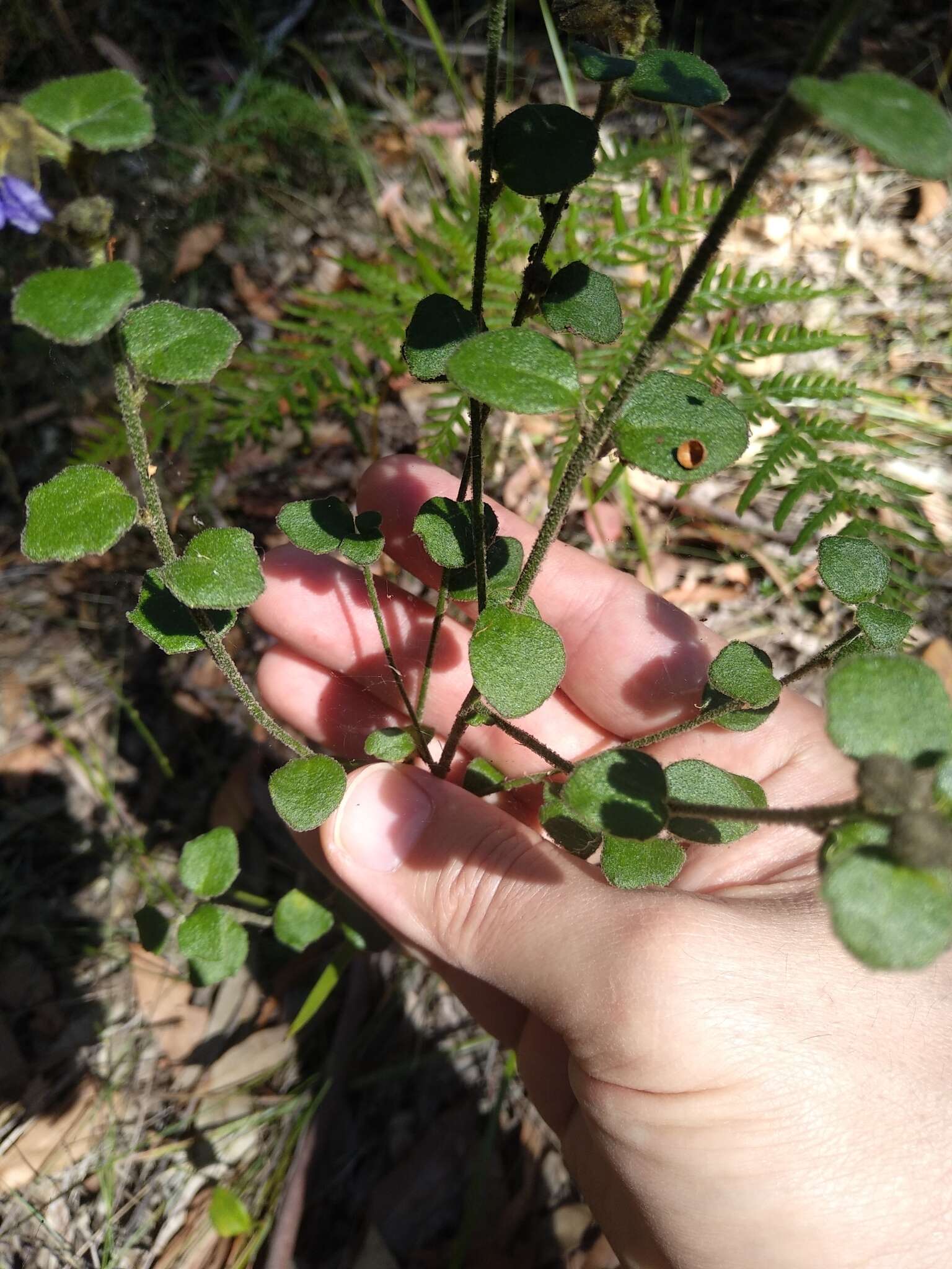 Image of Dampiera purpurea R. Br.