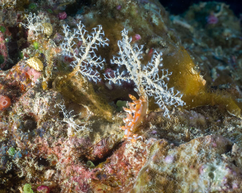 Image of Beautiful red-ring pastel slug