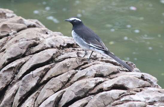 Image of White-browed Wagtail