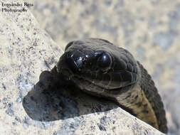 Image of Thamnophis validus celaeno (Cope 1861)