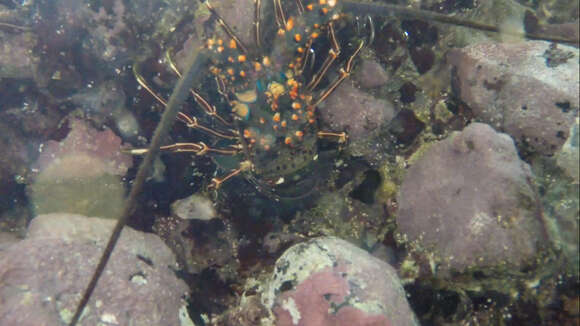 Image of Pinto lobster