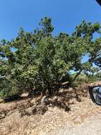 Image of Quercus infectoria subsp. veneris (A. Kern.) Meikle